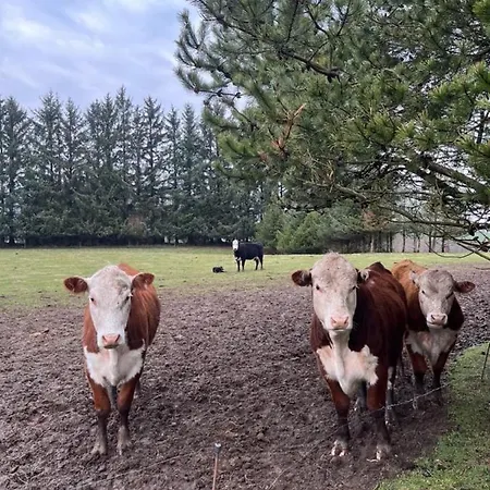Naturen Taet Pa. Maerk Stilheden! Lägenhet Dybvad